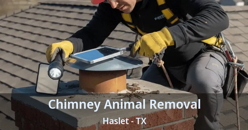 Chimney Animal Removal Haslet - TX